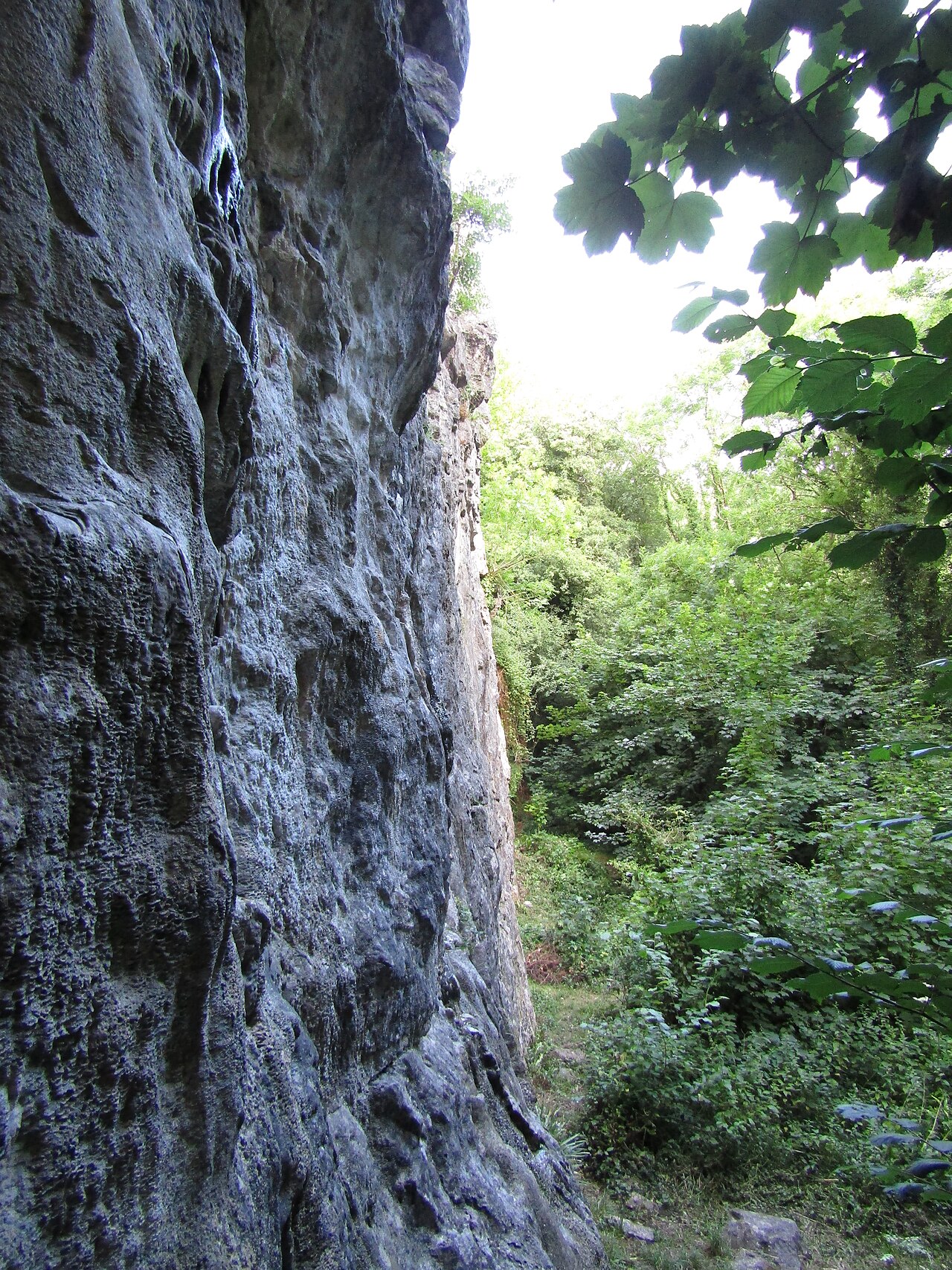 Chudleigh Rocks, Limestone
