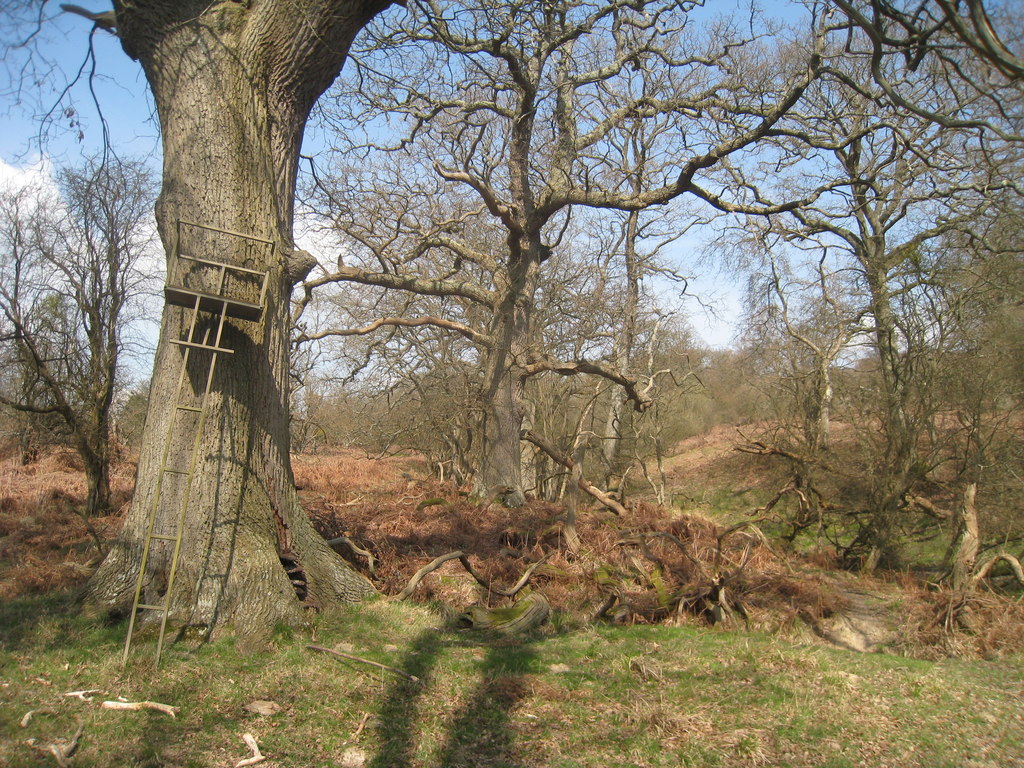 Bowles Rocks