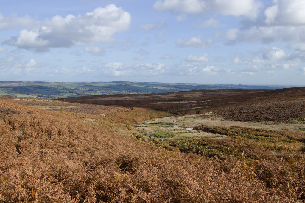 Ilkley (Cow & Calf and Quarry), Gritstone