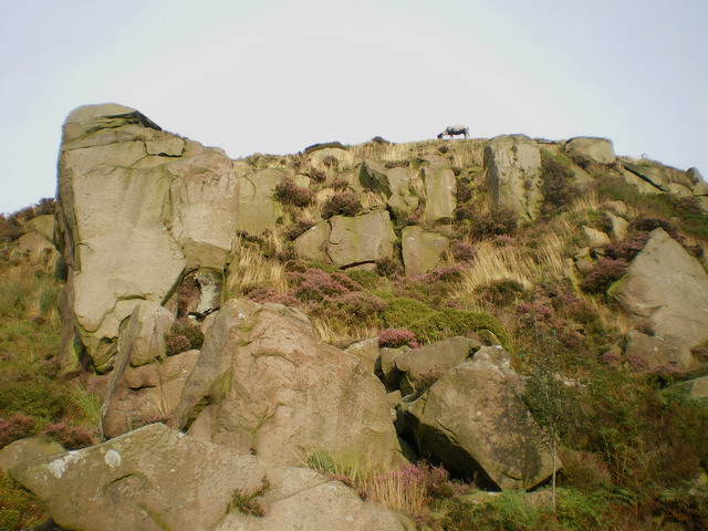 The Roaches