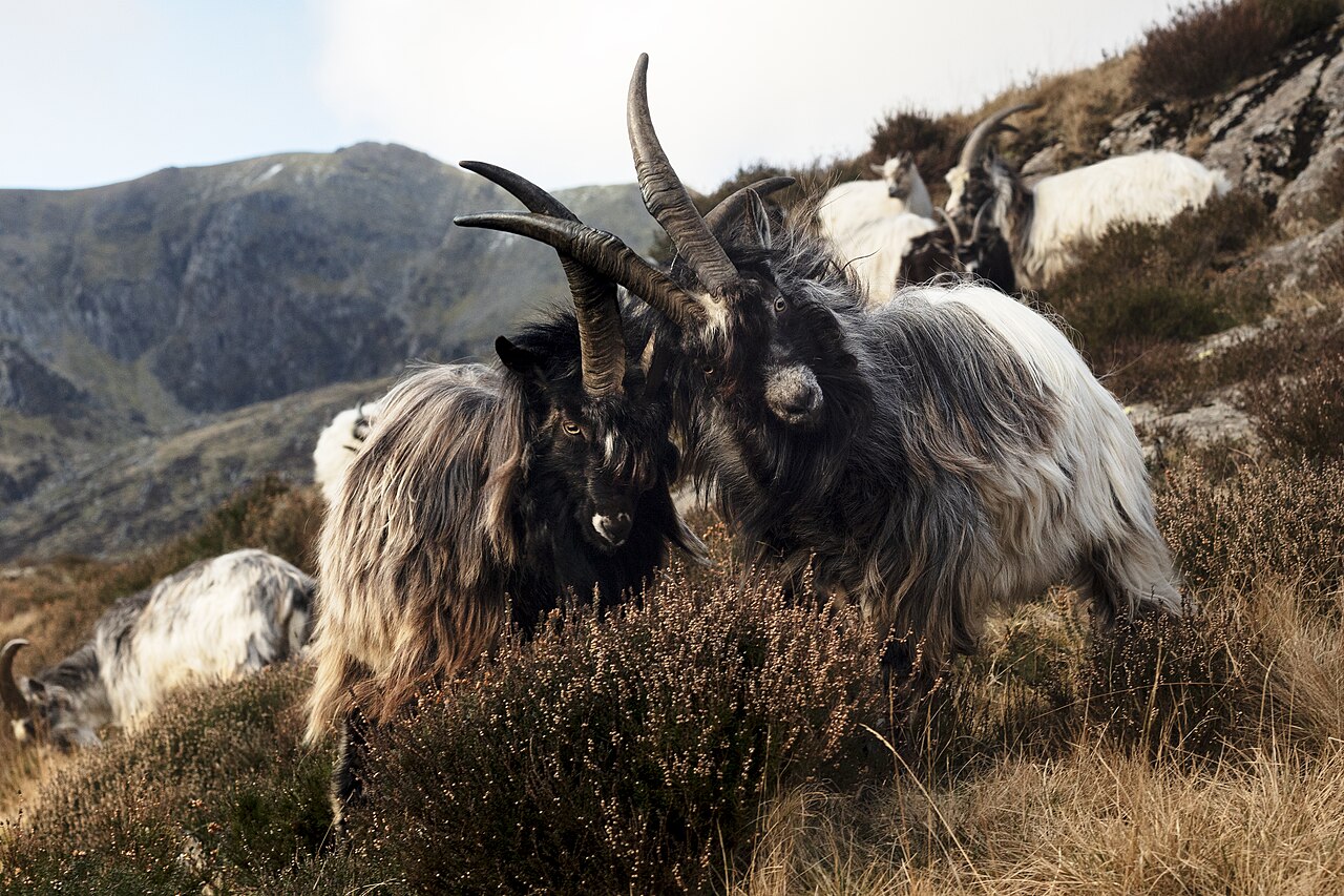 Idwal Slabs