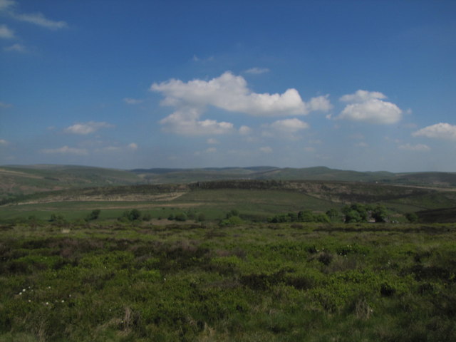 The Roaches